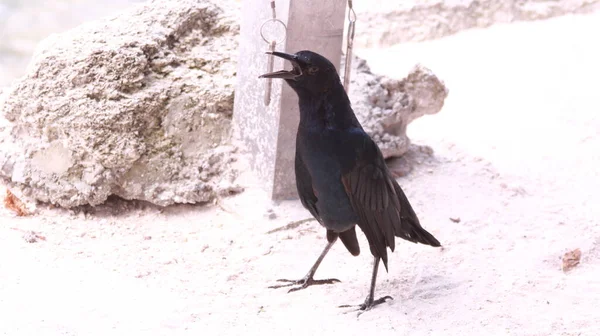 Uccello Nero Lungo Costa — Foto Stock