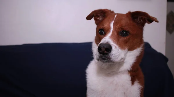 Cane Sul Divano — Foto Stock