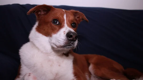 Perro Sofá — Foto de Stock