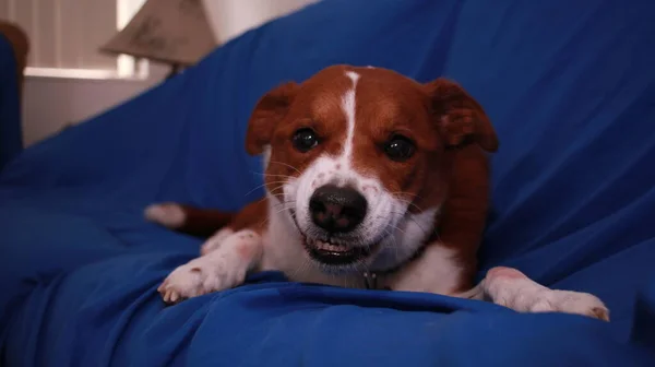 Cane Sul Divano — Foto Stock