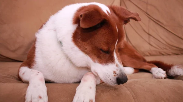 Perro Sofá — Foto de Stock