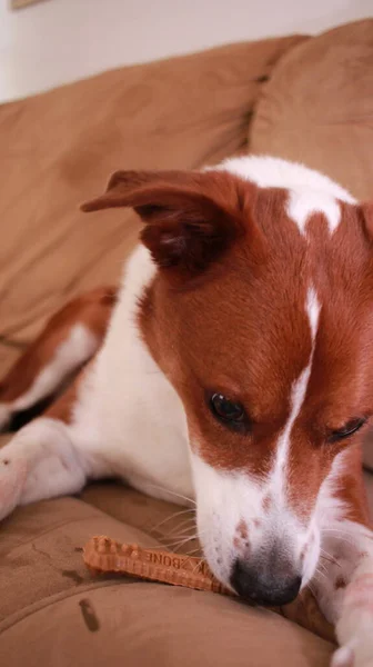 ソファの上の犬 — ストック写真
