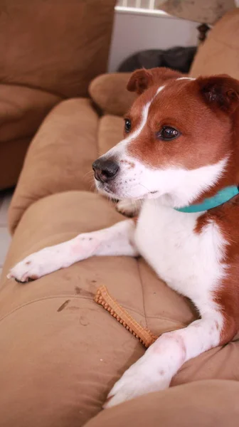 Perro Sofá Comiendo Hueso — Foto de Stock