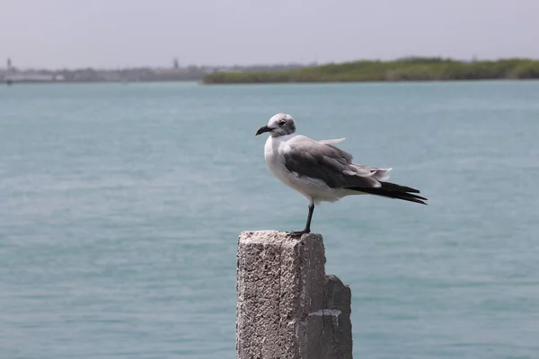 Möwe Auf Einer Sitzstange Strand — Stockfoto