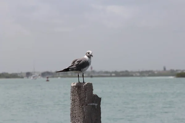 Möwe Auf Einer Sitzstange Strand — Stockfoto