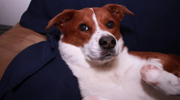 犬は家で快適に — ストック写真