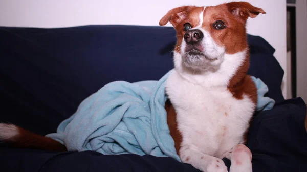 Cão Embrulhado Sofá — Fotografia de Stock