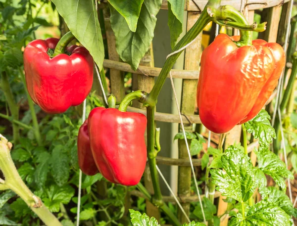 Poivrons rouges Photos De Stock Libres De Droits