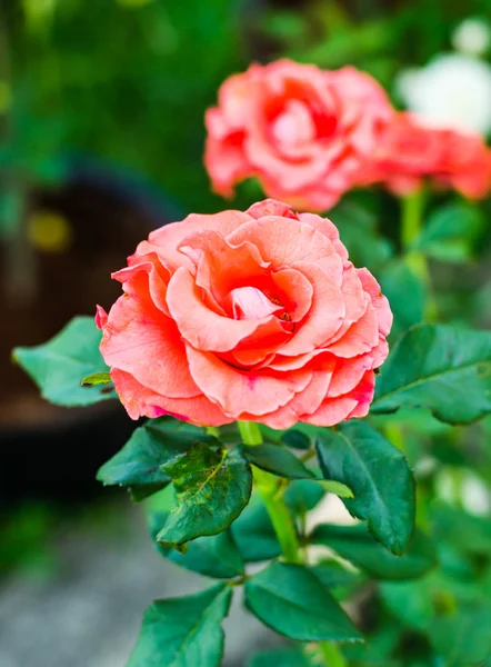 Orange rose — Stock Photo, Image