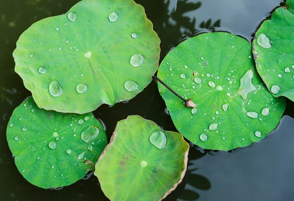 Gocce d'acqua — Foto Stock