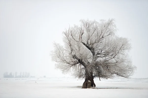 Kış saati ağacında