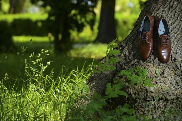 Brown leather men's shoes left near a tree trunk — Stock Photo, Image
