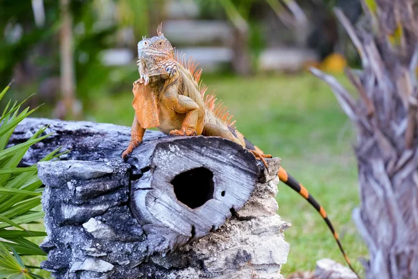 México Iguana empoleirado em um tronco de árvore — Fotografia de Stock