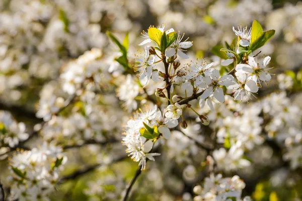 Fiore fiorito in primavera in luce naturale — Foto Stock