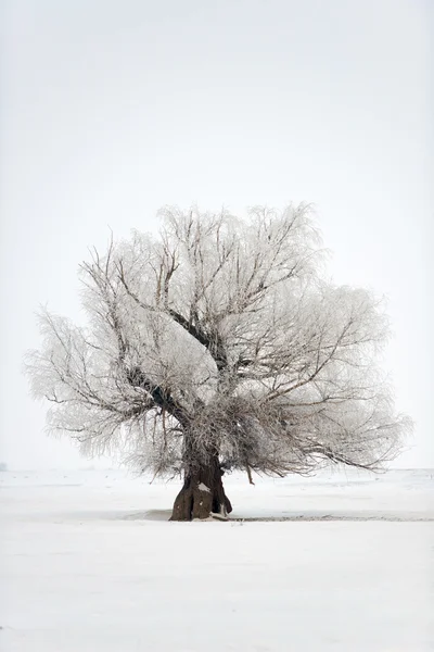 Árbol en invierno —  Fotos de Stock