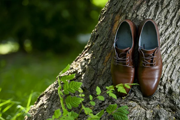 Sapatos masculinos de couro marrom deixados perto de um tronco de árvore — Fotografia de Stock