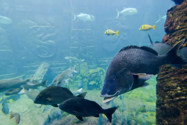 Färgglada fiskar simmar i ett rev — Stockfoto