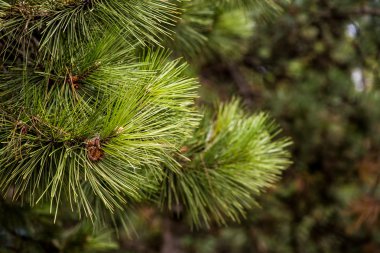 Bahar köknar dalı doğal ışık