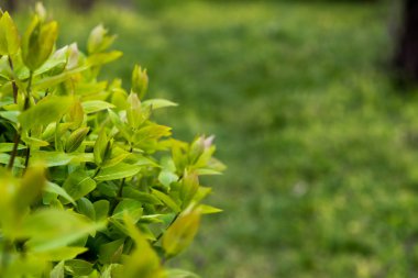 Bahar yaprakları doğal ışık