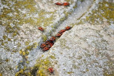 Firebugs - Pyrrhocoris Apterus kayalık zemin üzerine