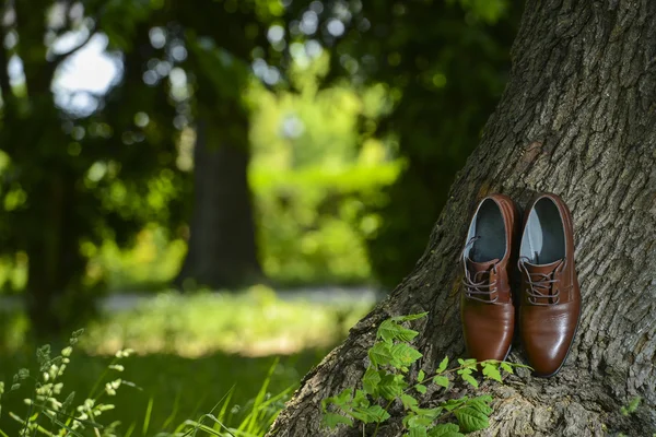 Scarpe da uomo in pelle marrone lasciate vicino a un tronco d'albero — Foto Stock