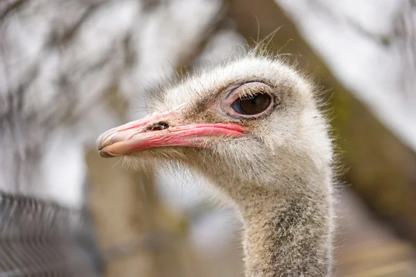 Dirty ostrich head in natural light