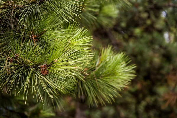 Ramo di abete primaverile in luce naturale — Foto Stock