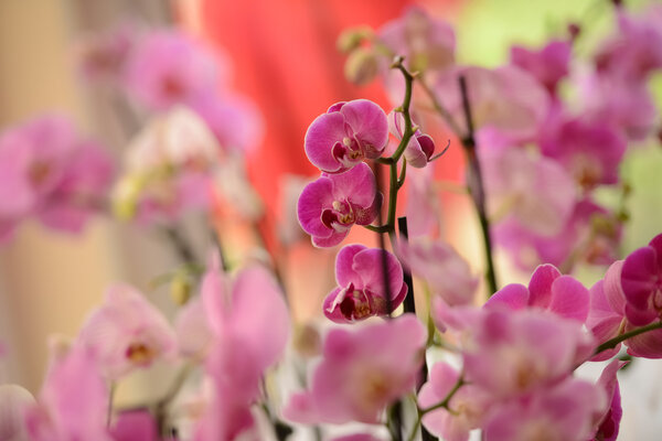 Pink orchid in natural light