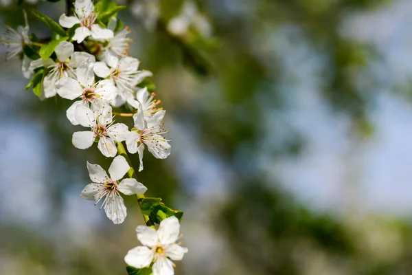 Doğal ışık bir ilkbaharda çiçek çiçek — Stok fotoğraf