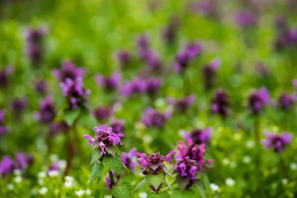 Çim güzel alan leylak rengi kır çiçeği — Stok fotoğraf