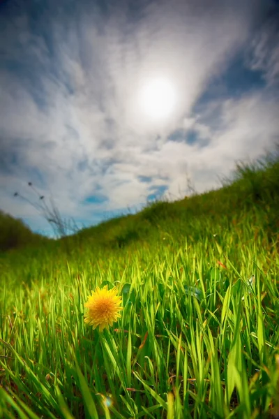 Primăvara flori de păpădie galbenă cu cer în lumină naturală — Fotografie, imagine de stoc