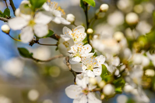 Fiore fiorito in primavera in luce naturale — Foto Stock