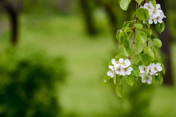 Flor de cerejeiras na primavera, luz natural — Fotografia de Stock