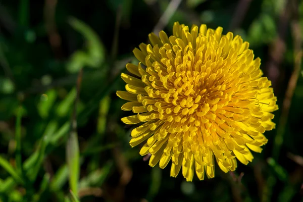 Vår gula maskros blomma i naturligt ljus — Stockfoto