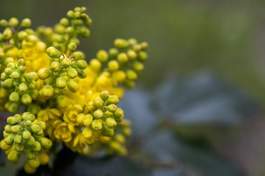 Doğal ışık ilkbaharda sarı çiçek