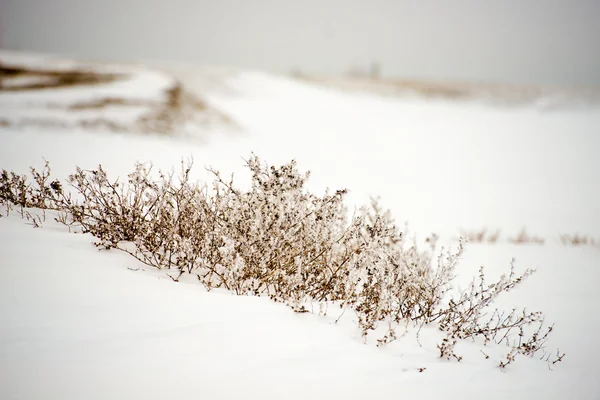 Plantas secas en la nieve, luz natural — Foto de Stock