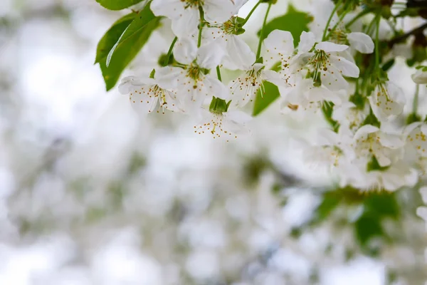 Fiore di ciliegio — Foto Stock