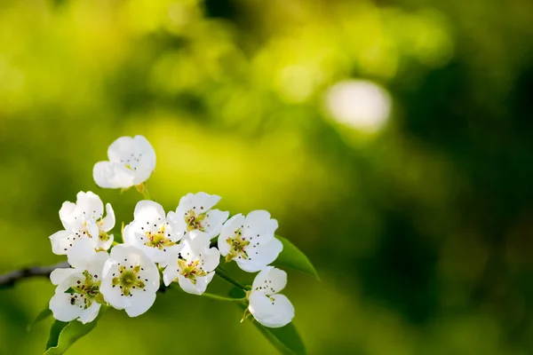 Fiori di mela bianca — Foto Stock