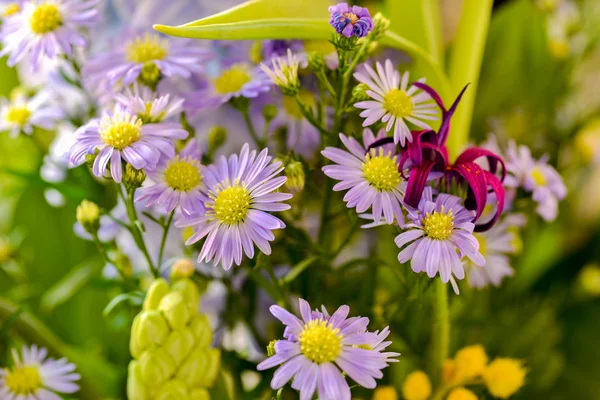 Flores silvestres coloridas —  Fotos de Stock