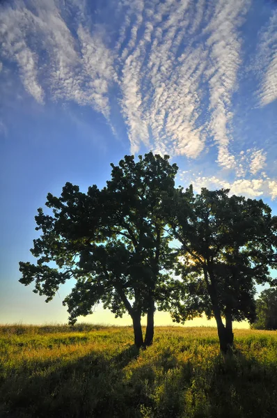 나무를 통해 썬 프리 — 스톡 사진