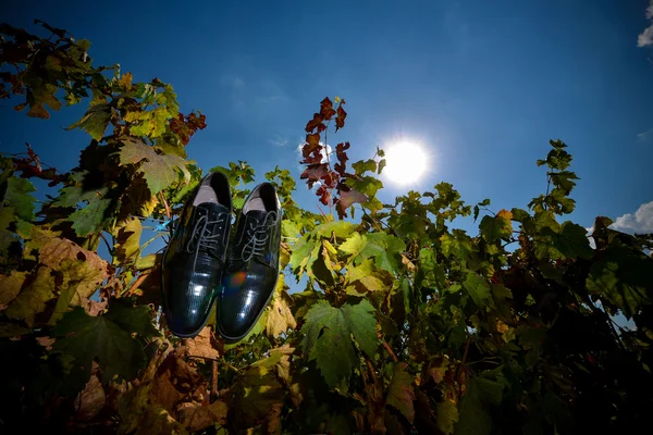 Wedding shoes hang on the vine — Stock Photo, Image