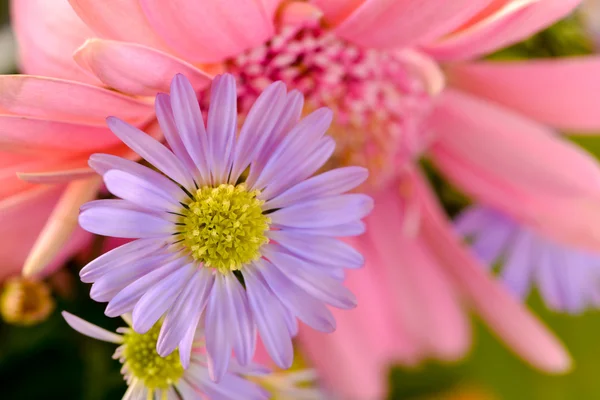 カラフルな野生の花 — ストック写真