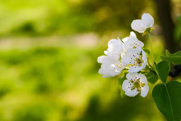 Fiori di mela bianca — Foto Stock