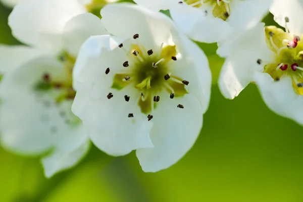 Fiore di ciliegio bianco — Foto Stock