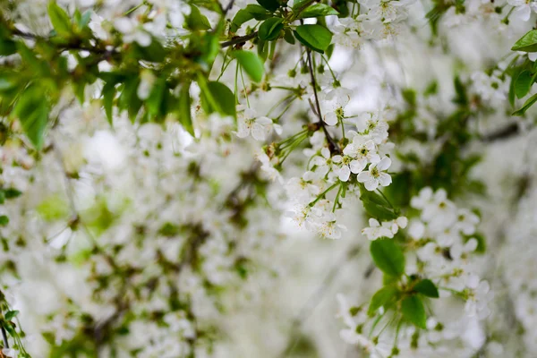 Sprig di fiori di ciliegio — Foto Stock