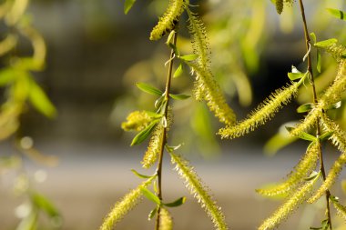 Çiçek açan Willow kapatın