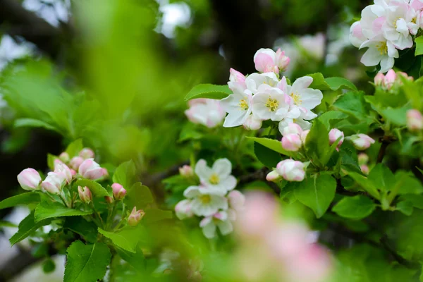 Rígido de flores de cereja — Fotografia de Stock