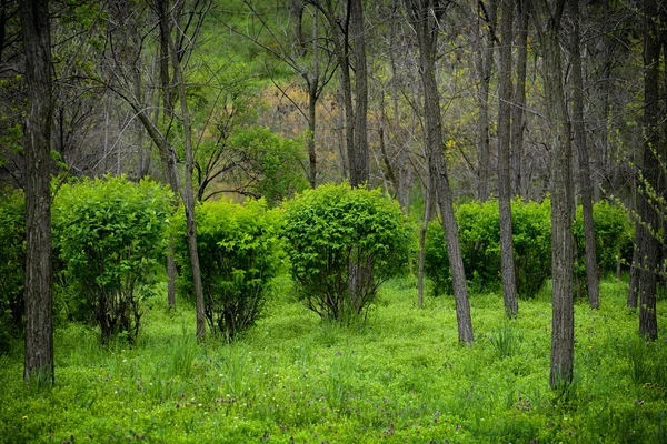 森林牧草地の茂み — ストック写真