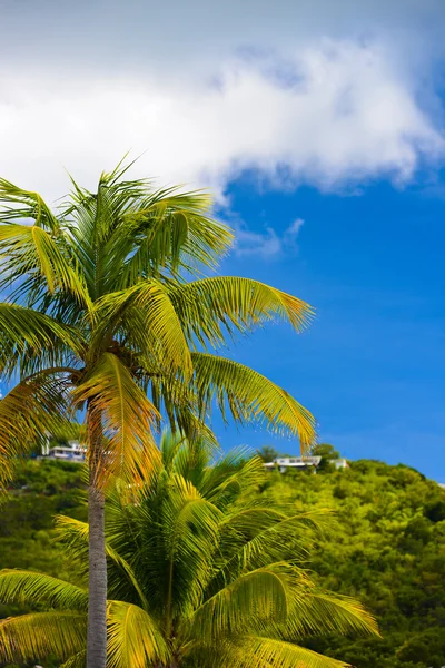 Palmen und blauer Himmel — Stockfoto