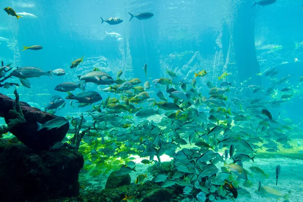 水族馆 Altlantis 巴哈马，水下场景 — 图库照片